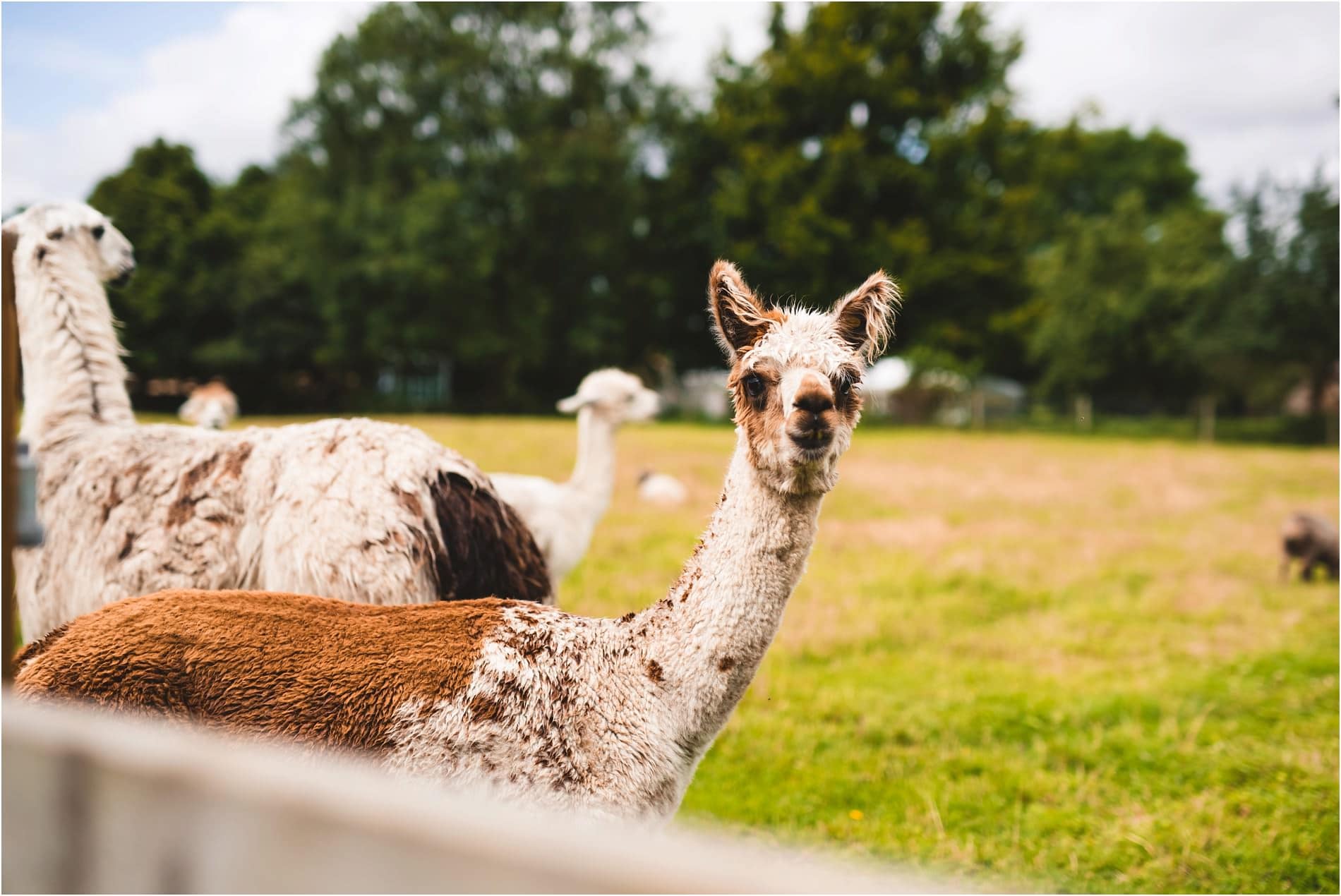 College Farm Wedding- Norfolk Wedding Photographer